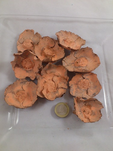 Coco flower 50 gr. zalm